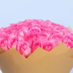 Pink Rose - Revival 3 04
