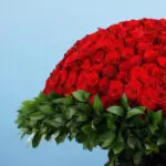 500 Red Roses for Valentine's 4 500-red-roses-for-valentine’s_02