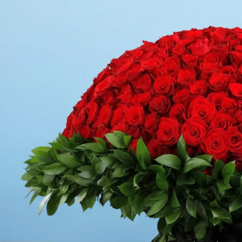 500-red-roses-for-valentine’s_02 500 red roses for valentines 02