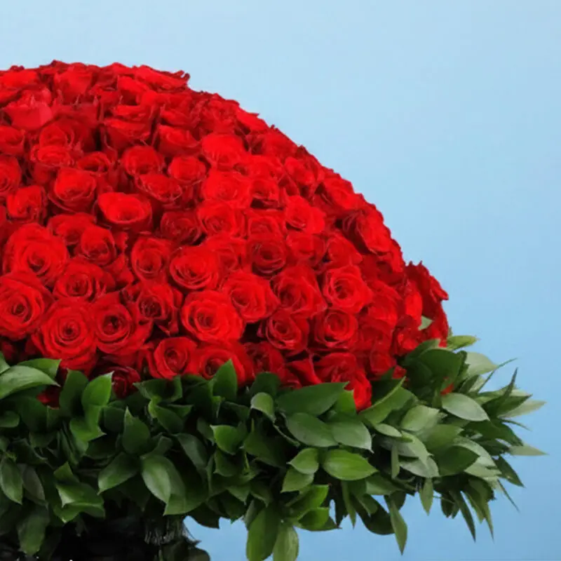 500-red-roses-for-valentine’s_03 500 red roses for valentines 03