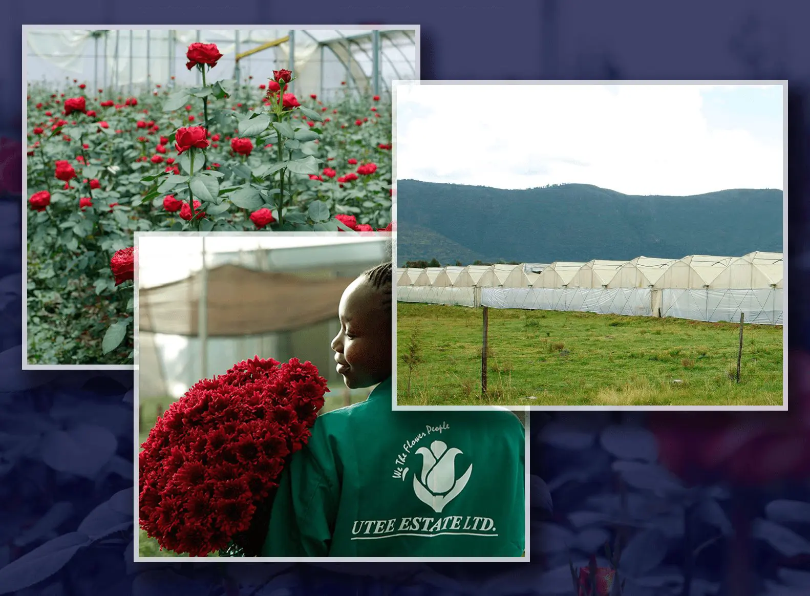 Images from a flower farm
