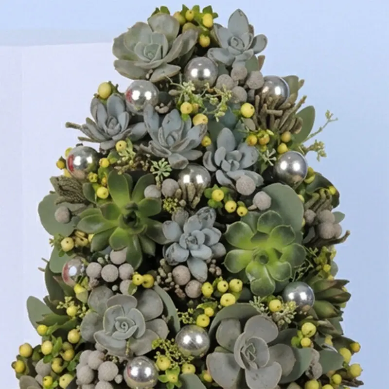 Succulents-In-A-Box-02-25 Succulents In A Box 02 25