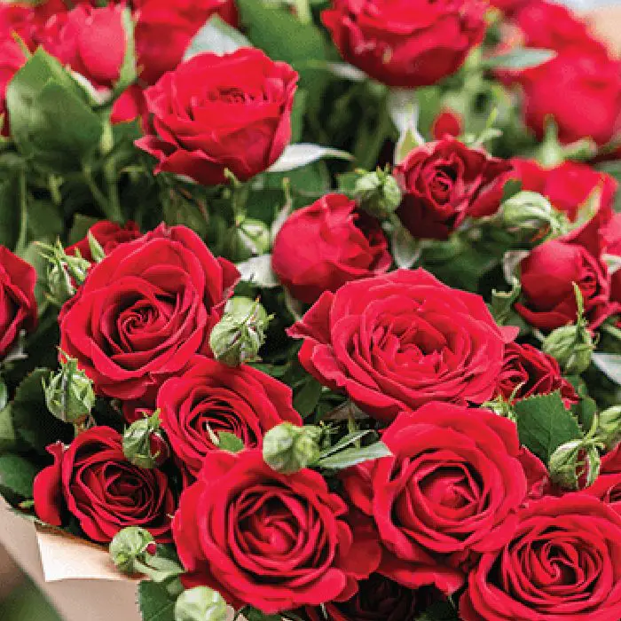 mix_roses_spray_roses_1.png