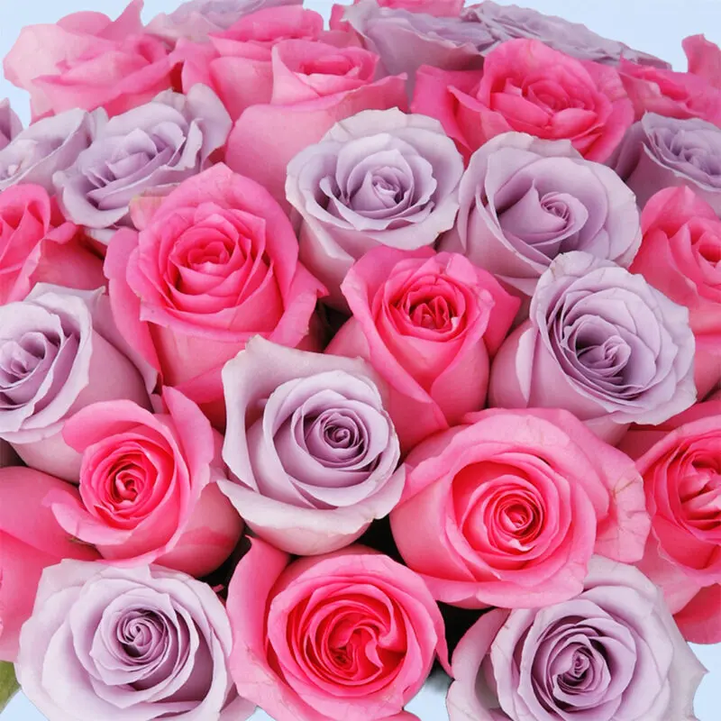 pretty-pink-and-purple-rose-box-2026_02 pretty pink and purple rose box 2026 02