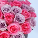 Pretty Pink and Purple Rose Box 3 pretty-pink-and-purple-rose-box-2026_03