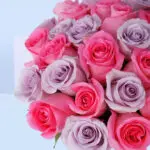 Pretty Pink and Purple Rose Box 4 pretty-pink-and-purple-rose-box-2026_04