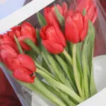 Red Tulips - 10 stems 4 red-tulips–10-stems-2026_04