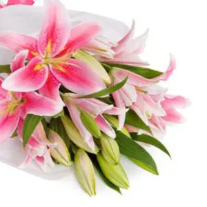 treasured pink lilies 1