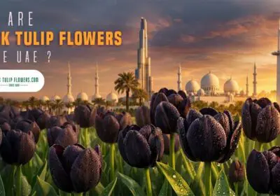 Black Tulip Flowers and Dubai skyline