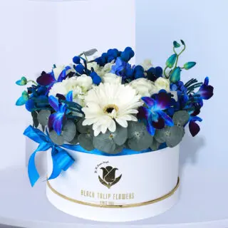 Sincere Blue  Surprise