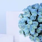 150 Royal Blue Roses 3 2 (69)