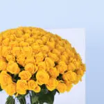 Captivating Yellow Roses Bouquet 3 2 (75)