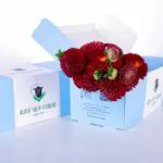 Dahlia Red 1 Dahlia Red