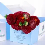 Dahlia Red 2 Dahlia Red