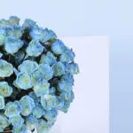 150 Royal Blue Roses 4 3 (71)