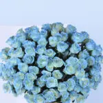 150 Royal Blue Roses 2 4 (50)