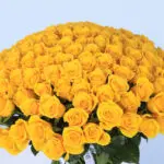 Captivating Yellow Roses Bouquet 2 4 (56)