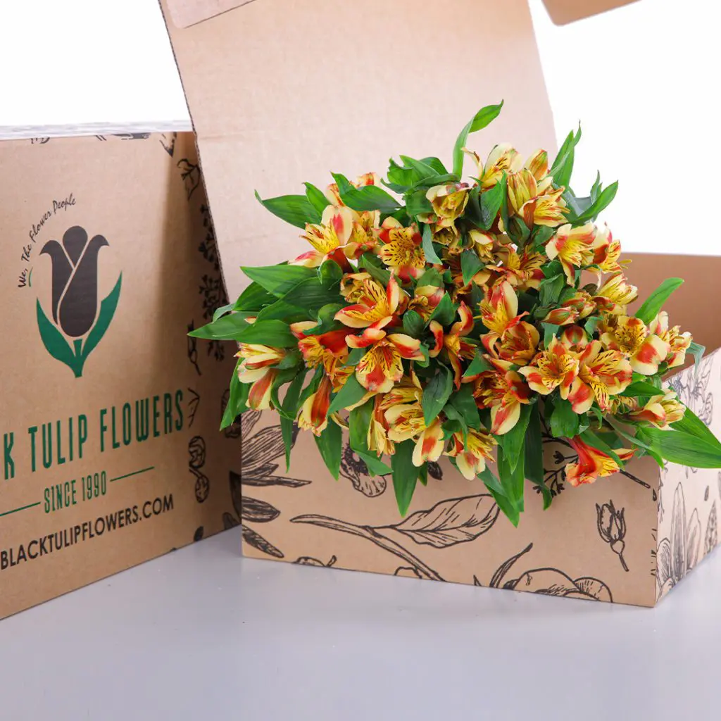 Alstroemeria Orange A cardboard box containing vibrant Alstroemeria flowers in shades of orange, elegantly arranged for display.