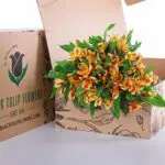 Alstroemeria Orange 1 Alstroemeria Orange
