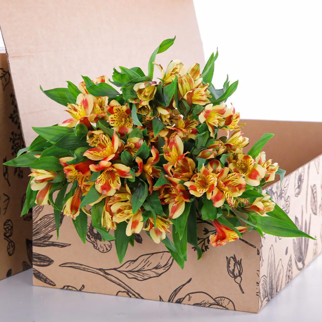 Alstroemeria Orange Alstroemeria Orange