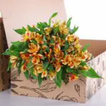 Alstroemeria Orange 2 Alstroemeria Orange