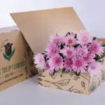 Chrysanthemum Delistar Pink 1 Chrysanthemum Delistar Pink (2)