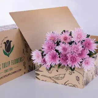 Chrysanthemum Delistar Pink bunch in a cardboard box