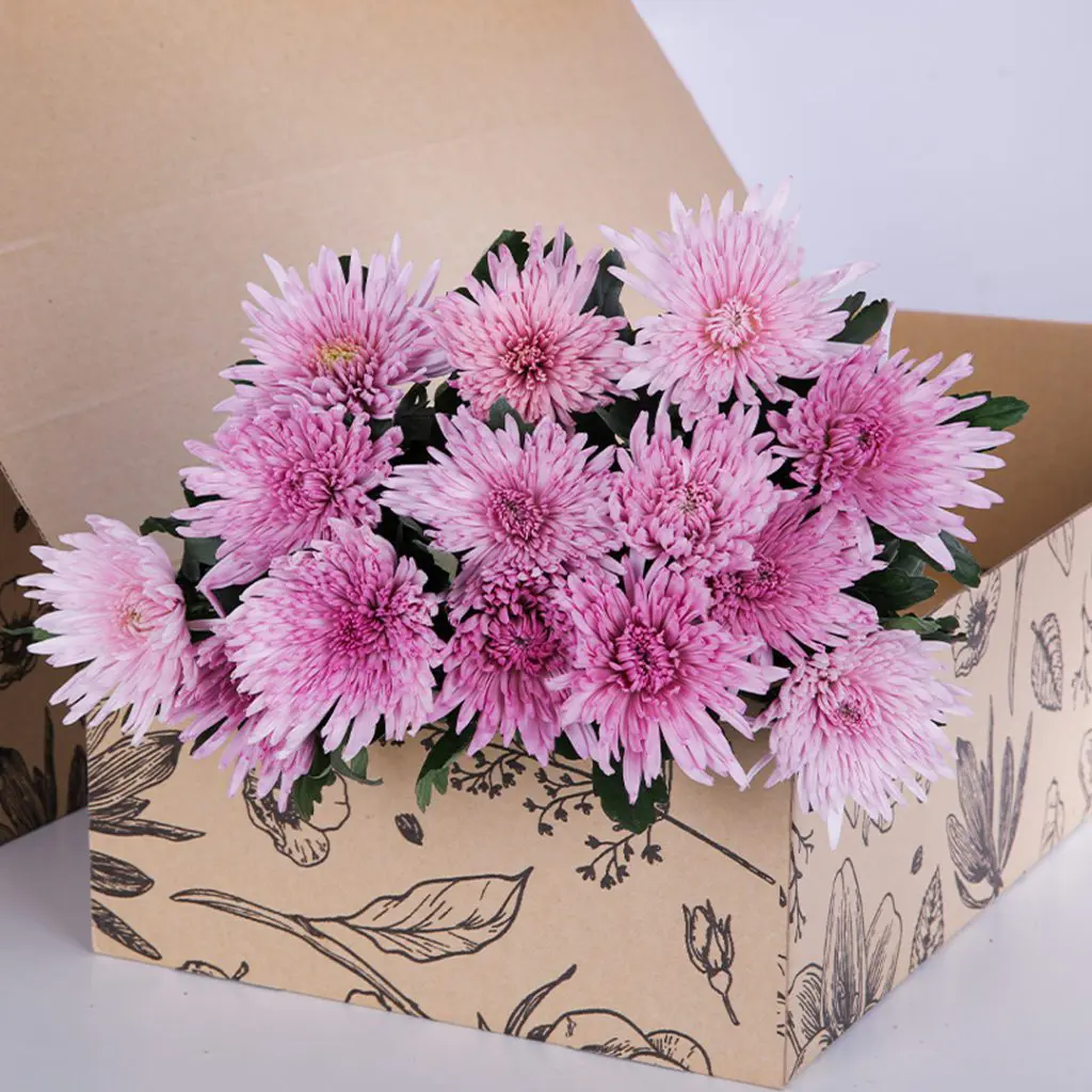 Chrysanthemum Delistar Pink (3) Chrysanthemum Delistar Pink