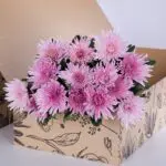 Chrysanthemum Delistar Pink 2 Chrysanthemum Delistar Pink (3)