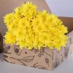 Chrysanthemum - Yellow 2 Chrysanthemum - Yellow (1)