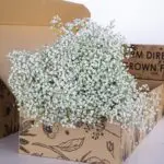 Gypsophila Zinzi 2 Gypsophilia Zinzi White