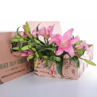 Dark Pink Lily Asiatic bunch in a cardboard box