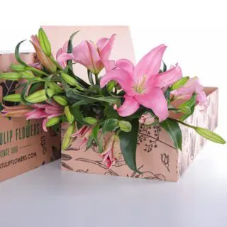 Lily Asiatic Dark Pink