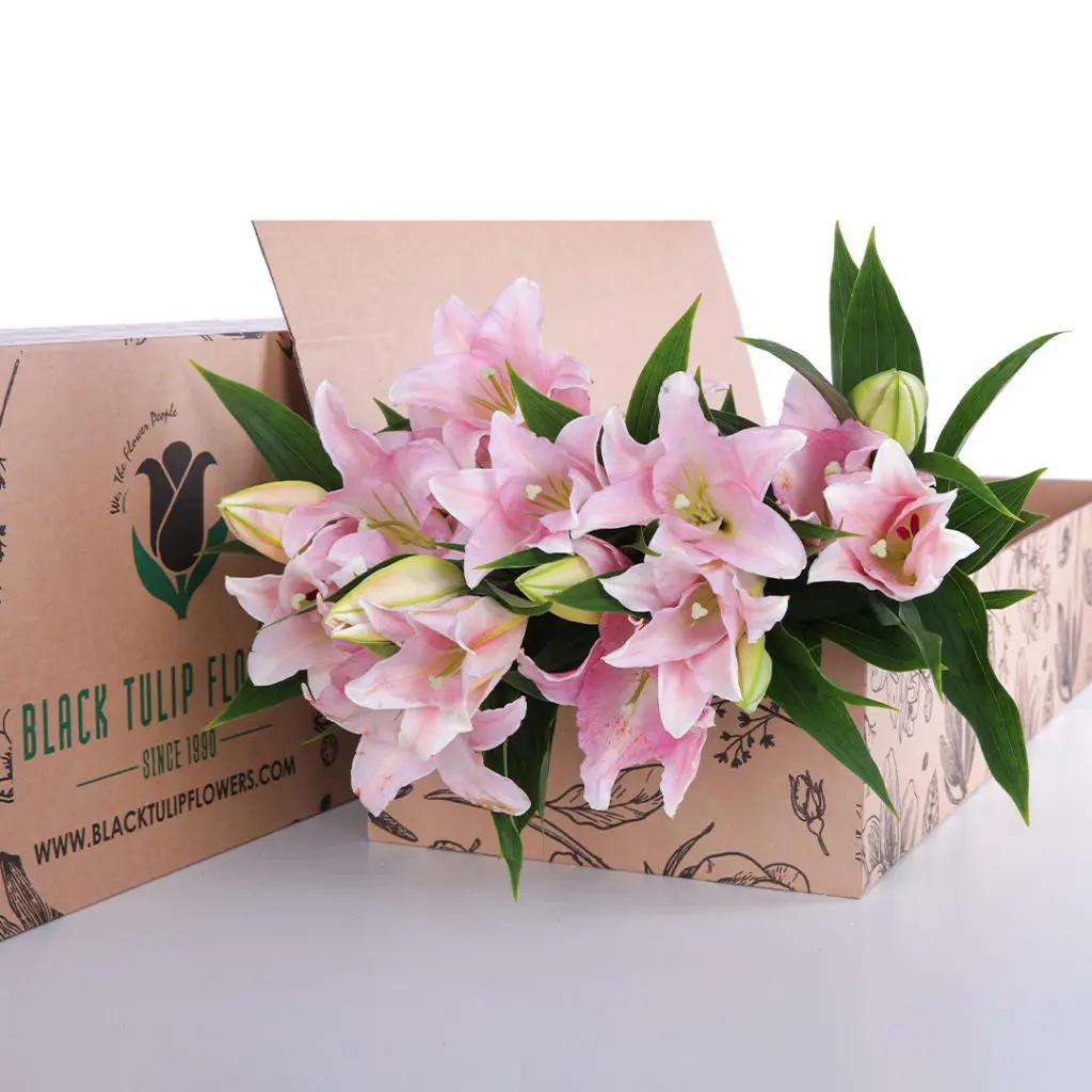 Lily Asiatic Light Pink 02 Lily Asiatic Light Pink