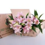 Lily Oriental Light Pink 1 Lily Asiatic Light Pink 02