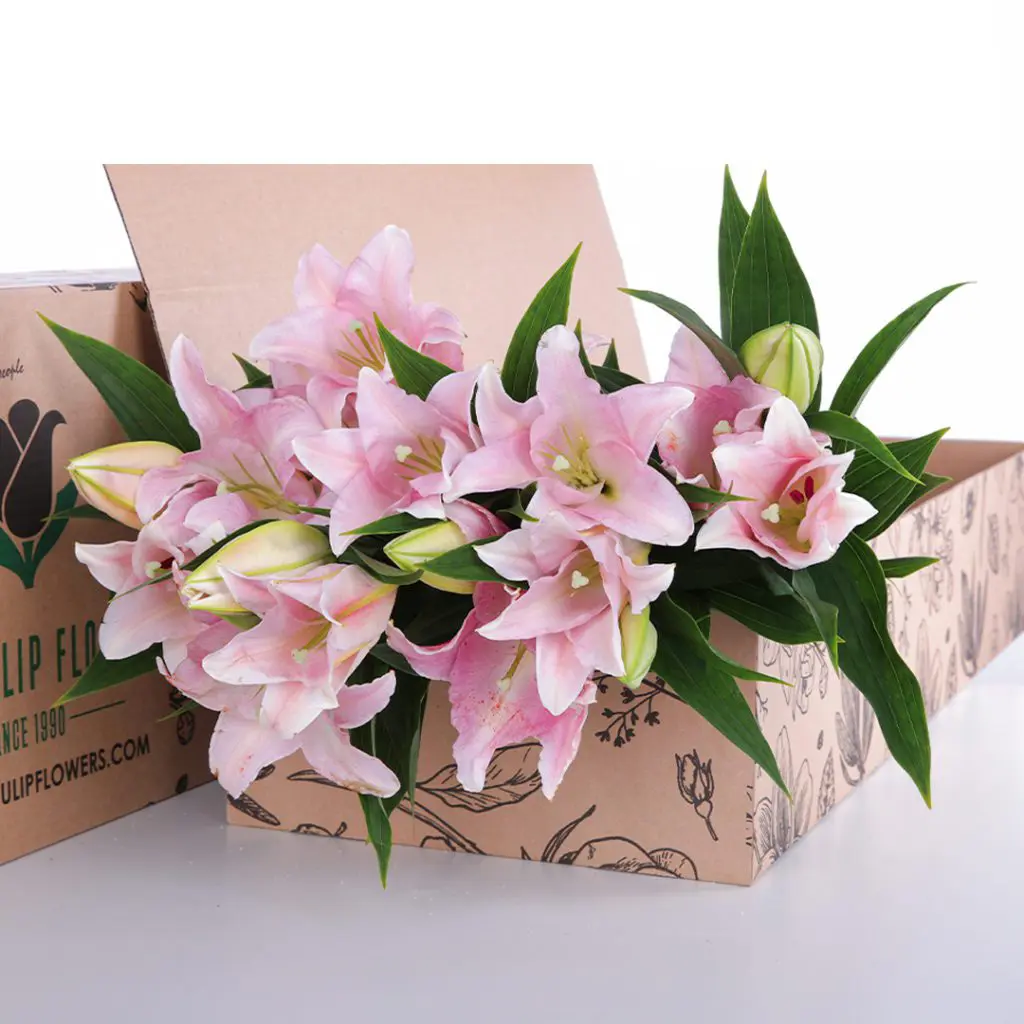 Lily Asiatic Light Pink 03 Lily Asiatic Light Pink