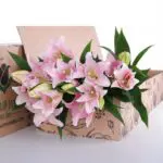 Lily Oriental Light Pink 2 Lily Asiatic Light Pink 03