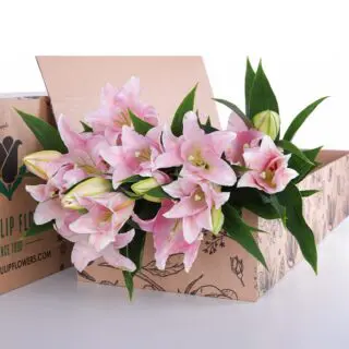 Lily Asiatic Light Pink