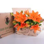 Lily Asiatic Orange 1 Lily Asiatic Orange 01
