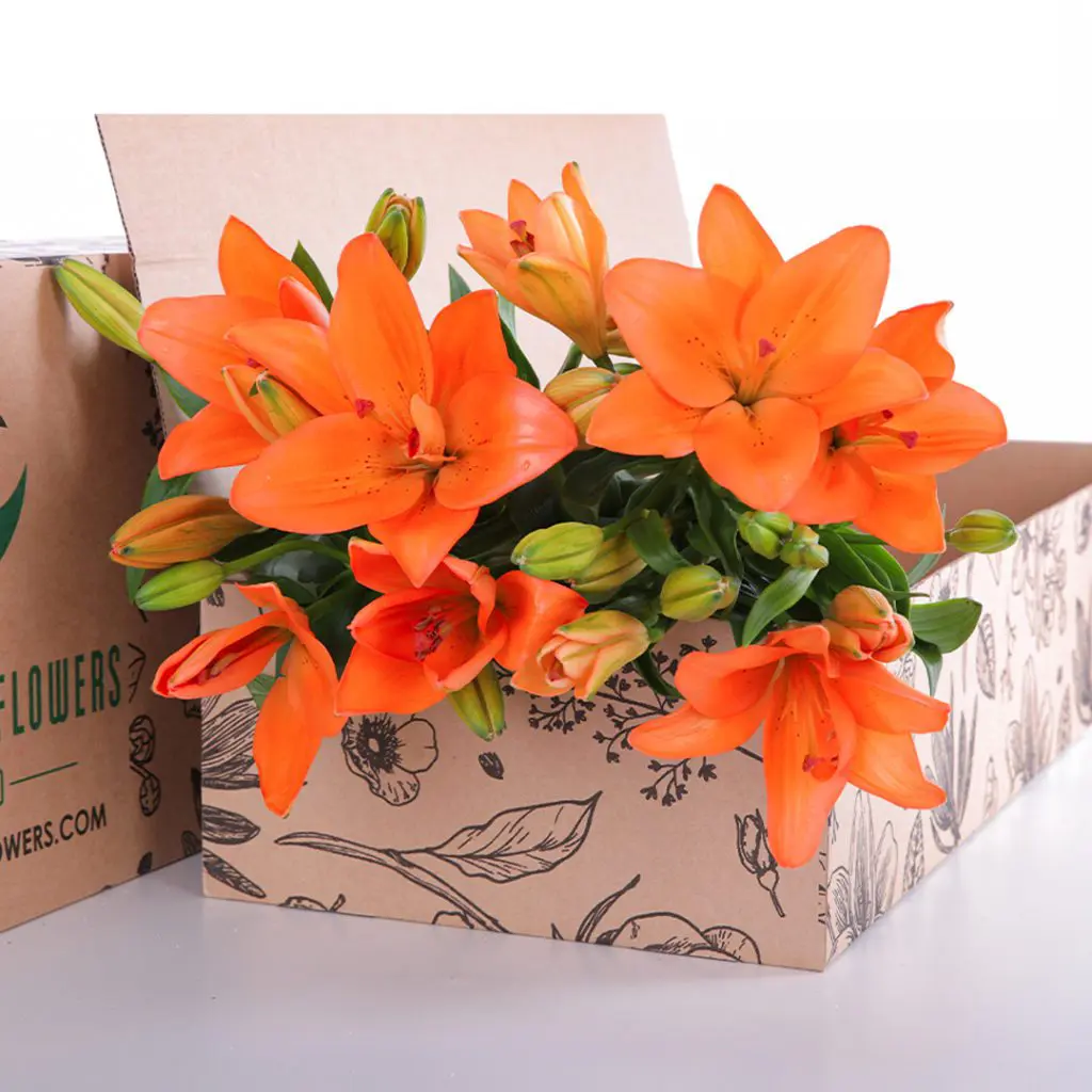 Lily Asiatic Orange 02 Lily Asiatic Orange