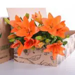 Lily Asiatic Orange 2 Lily Asiatic Orange 02