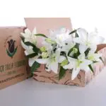 Lily Oriental White 1 Lily Asiatic White 02
