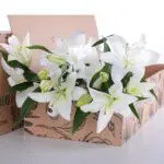 Lily Oriental White 2 Lily Asiatic White 03