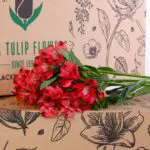 Alstroemeria Red 2 alstroemeria red 2