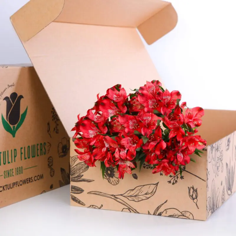 alstroemeria red 4 A cardboard box filled with striking red Alstroemeria blooms, showcasing their rich colour and delicate petals.