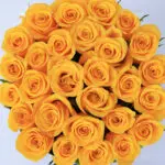 bright-yellow-roses-in-a-box_2026_02