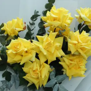 Bright Blossom