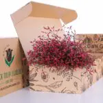 Limonium / Caspia - Red 1 Limonium/Caspia - Red
