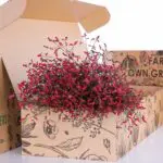 Limonium / Caspia - Red 2 Limonium/Caspia - Red