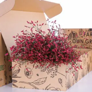 Limonium/Caspia - Red